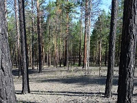 Мурочи